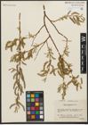 Foto von Salix L.